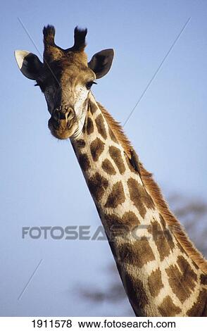 Giraffe, South Africa. View Large Photo Image Stock Photo - Giraffe, South Africa.. Fotosearch