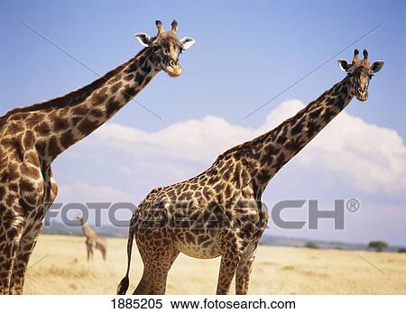 Stock Photography - Giraffe Standing In Dry Grass On The Plains Of The Masai (Masai) Mara Game Reserve. Fotosearch