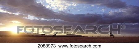 Giraffe Standing On Grasslands At Dawn In The Maasai Mara Game Reserve; Kenya View Large Photo Image Stock Image - Giraffe Standing On Grasslands At Dawn In The Maasai Mara Game Reserve; Kenya. Fotosearch