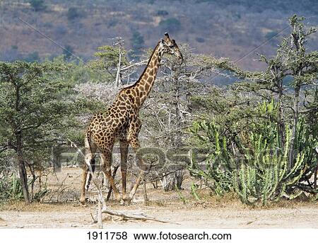 Stock Photo - Giraffe Walking Through Bush, Selous Game Reserve, Tanzania.. Fotosearch