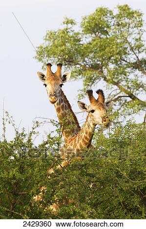Giraffes at Gomo Gomo game lodge; South Africa View Large Photo Image Stock Image - Giraffes at Gomo Gomo game lodge; South Africa. Fotosearch
