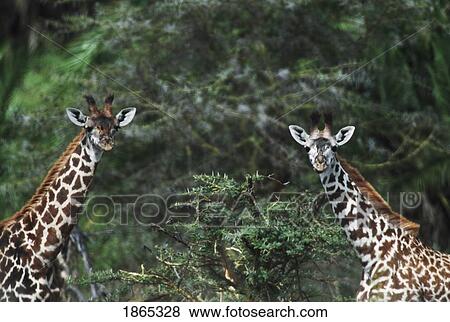 Stock Photo - Giraffes (Giraffa Camelopardalis) Turn Their Heads To Look; Lake Manyara National Park, Tanzania, Africa. Fotosearch