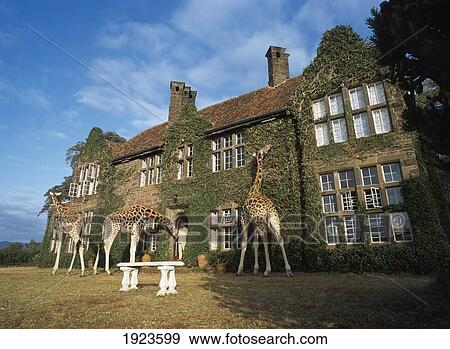 Stock Photo - Giraffes Outside House In Countryside. Fotosearch