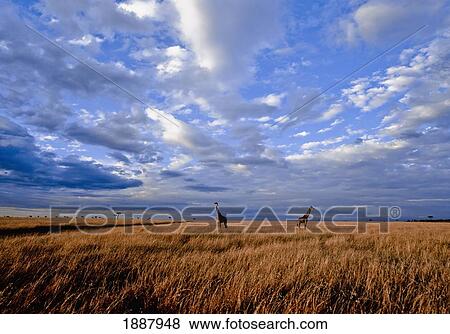 Giraffes Standing In Dry Grass View Large Photo Image Stock Photo - Giraffes Standing In Dry Grass. Fotosearch