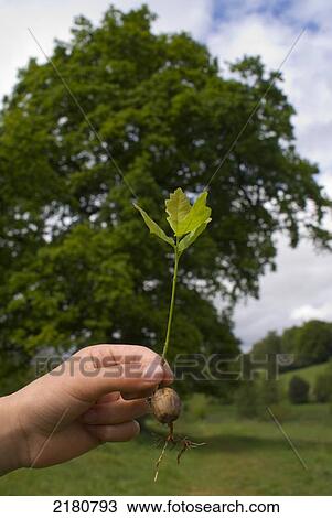 Stock Image - Girl Child Holding Oak Sapling With Full Grown Oak Tree Behind. Fotosearch