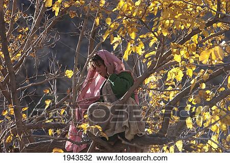 Stock Image - Girl Collecting Fruits In A Tree In Baghe Afghan, Parwan Province, Afghanistan. Fotosearch