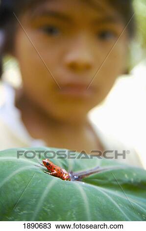 Girl Looking At Red Frog On Leaf View Large Photo Image Stock Image - Girl Looking At Red Frog On Leaf. Fotosearch