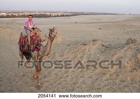 Girl On A Camel, Giza, Al Jizah, Egypt View Large Photo Image Stock Image - Girl On A Camel, Giza, Al Jizah, Egypt. Fotosearch