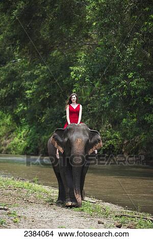 Girl riding an elephant; Chiang Mai, Thailand View Large Photo Image Picture - Girl riding an elephant; Chiang Mai, Thailand. Fotosearch