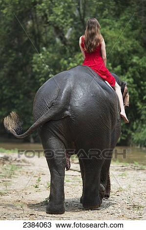 Girl riding an elephant; Chiang Mai, Thailand View Large Photo Image Stock Image - Girl riding an elephant; Chiang Mai, Thailand. Fotosearch
