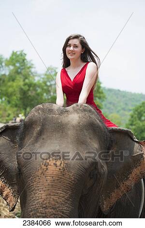 Girl riding an elephant; Chiang Mai, Thailand View Large Photo Image Stock Photograph - Girl riding an elephant; Chiang Mai, Thailand. Fotosearch