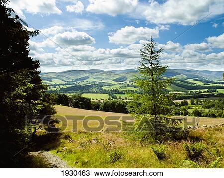 Stock Image - Glentree Forest, Near Peebles, Tweed Valley, Scottish Borders, Uk. Fotosearch