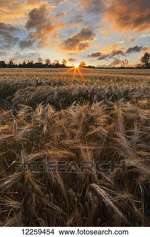 Picture - Glowing clouds at sunset over a barley field; Saint-Scholastique, Laurentides region, Quebec, Canada. Fotosearch