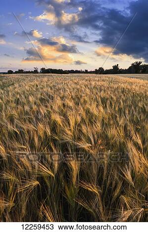 Stock Image - Glowing clouds at sunset over a barley field; Saint-Scholastique, Laurentides region, Quebec, Canada. Fotosearch