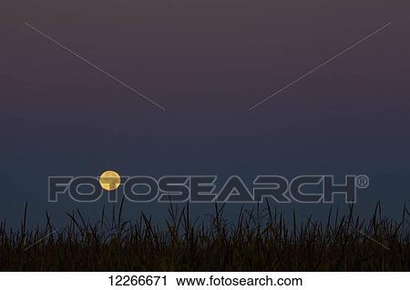 Stock Image - Glowing full moon with silhouette of grass; Quebec, Canada. Fotosearch