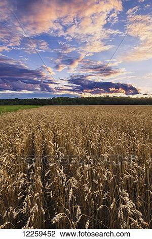 Glowing pink clouds at sunset over a wheat field; Saint-Armand, Eastern Townships, Quebec, Canada View Large Photo Image Stock Image - Glowing pink clouds at sunset over a wheat field; Saint-Armand, Eastern Townships, Quebec, Canada. Fotosearch
