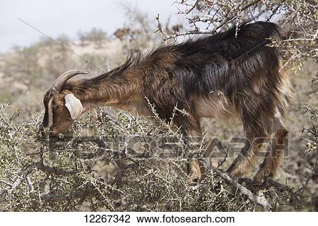 Stock Image - Goat grazing on argan tree standing on limb amongst thorns; Agadir-Ida Ou Tanane, Morocco. Fotosearch
