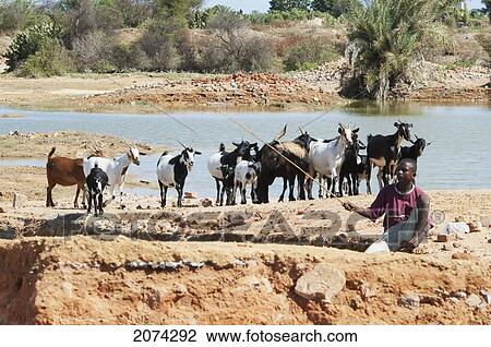 Stock Image - Goat Herder In Antsokay, Toliara Province, Madagascar. Fotosearch
