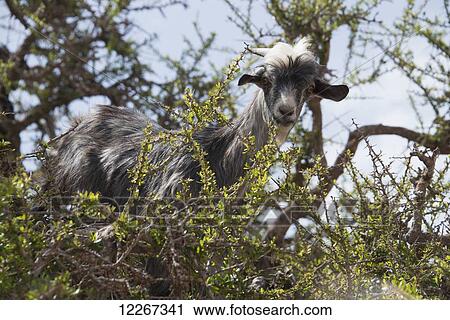 Stock Image - Goat perched in Argan tree ready for a feast of fruit and leaves; Agadir-Ida Ou Tanane, Morocco. Fotosearch