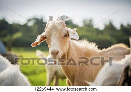 Goat portrait; Keedysville, Maryland, United States of America View Large Photo Image Picture - Goat portrait; Keedysville, Maryland, United States of America. Fotosearch