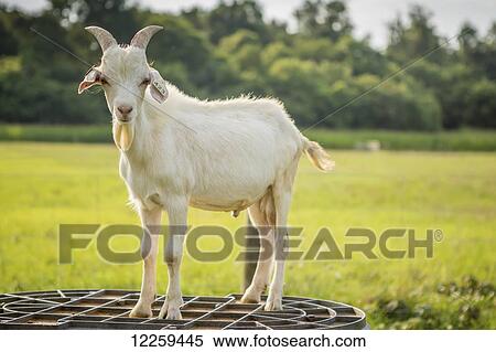 Stock Photography - Goat standing on a metal grate; Keedysville, Maryland, United States of America. Fotosearch