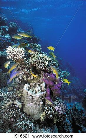 Goatfish Swarm Around Small Coralhead View Large Photo Image Stock Image - Goatfish Swarm Around Small Coralhead. Fotosearch