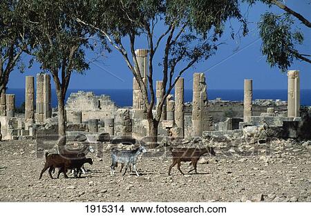 Picture - Goats Amidst Ruins. Fotosearch