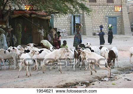 Stock Image - Goats and people at Grand Marche (market), Timbuktu, Mali. Fotosearch