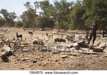 Stock Photography - Goats and shepherd near well in Banian, Mali. Fotosearch