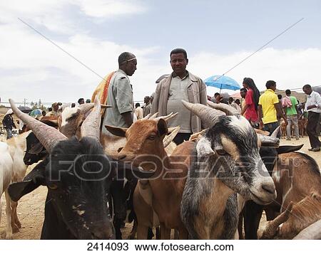 Goats at weekly market; Adwa, Tigray region, Ethiopia View Large Photo Image Stock Image - Goats at weekly market; Adwa, Tigray region, Ethiopia. Fotosearch