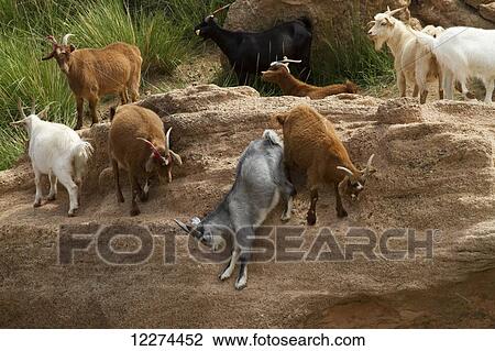 Goats, Bulgan, South Gobi Province, Mongolia View Large Photo Image Stock Image - Goats, Bulgan, South Gobi Province, Mongolia. Fotosearch