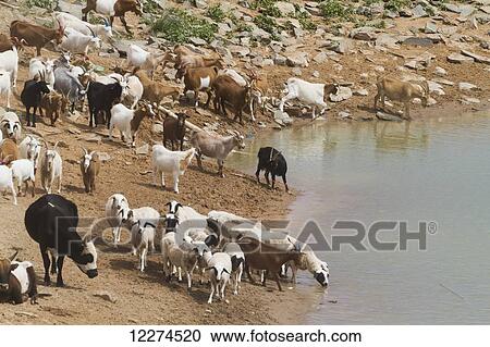 Goats by the water reservoir, Bulgan, South Gobi Province, Mongolia View Large Photo Image Stock Image - Goats by the water reservoir, Bulgan, South Gobi Province, Mongolia. Fotosearch