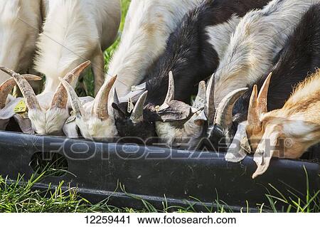 Goats feeding in trough; Keedysville, Maryland, United States of America View Large Photo Image Stock Image - Goats feeding in trough; Keedysville, Maryland, United States of America. Fotosearch