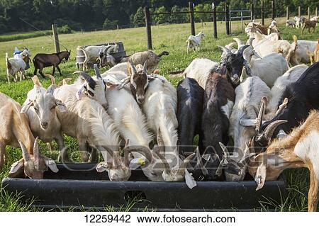 Goats feeding in trough; Keedysville, Maryland, United States of America View Large Photo Image Stock Image - Goats feeding in trough; Keedysville, Maryland, United States of America. Fotosearch