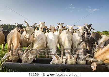 Stock Image - Goats feeding in trough; Keedysville, Maryland, United States of America. Fotosearch