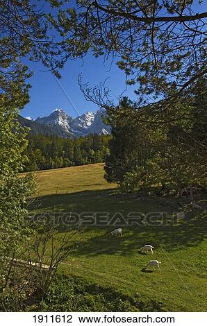 Stock Image - Goats Grazing In Triglav National Park, Kranska Gora, Slovenia. Fotosearch
