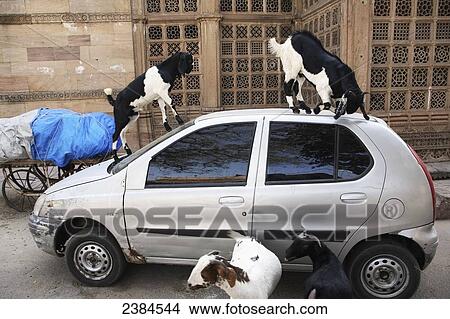 Picture - Goats standing on top of a car; Ahmedabad City, Gujurat State, India. Fotosearch