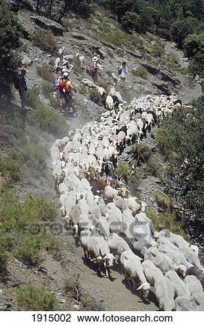 Goats & Tourists View Large Photo Image Stock Image - Goats & Tourists. Fotosearch