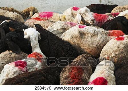 Goats with red dye on them from the spring festival of Holi, being herded in the centre of Calcutta; Calcutta, West Bengal State, India View Large Photo Image Stock Image - Goats with red dye on them from the spring festival of Holi, being herded in the centre of Calcutta; Calcutta, West Bengal State, India. Fotosearch