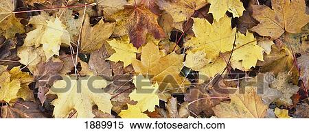 Stock Photography - Golden Autumn Leaves On Ground.. Fotosearch