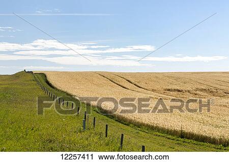 Golden barley field on a hill with barbed wire fence separating a green pasture with blue sky and clouds; Alberta, Canada View Large Photo Image Stock Image - Golden barley field on a hill with barbed wire fence separating a green pasture with blue sky and clouds; Alberta, Canada. Fotosearch