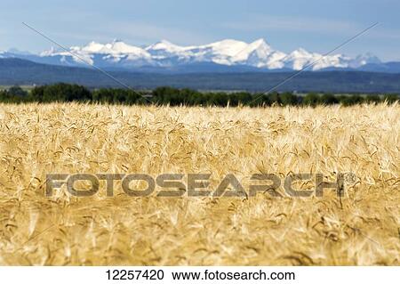Stock Image - Golden barley field with a row of trees in the distance and snow covered mountains in the background with blue sky; Alberta, Canada. Fotosearch