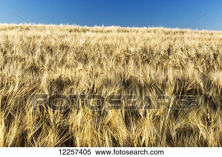 Stock Photography - Golden barley field with blue sky; Alberta, Canada. Fotosearch
