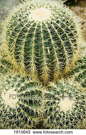 Golden Barrel Cactus View Large Photo Image Stock Image - Golden Barrel Cactus. Fotosearch