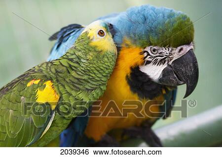 Golden-Collared Macaw Or Yellow-Collared Macaw (Primolius Auricollis) & Blue And Yellow Macaw (Ara Ararauna), Biocentro Guembe, Santa Cruz, Bolivia View Large Photo Image Stock Photograph - Golden-Collared Macaw Or Yellow-Collared Macaw (Primolius Auricollis) & Blue And Yellow Macaw (Ara Ararauna), Biocentro Guembe, Santa Cruz, Bolivia. Fotosearch