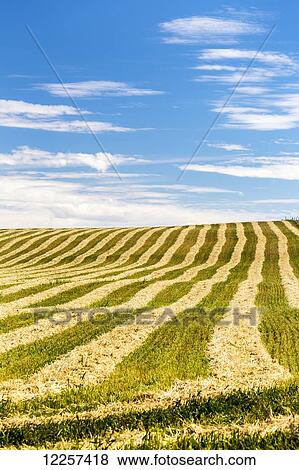 Golden cut grain field on a rolling hill with blue sky and clouds; Alberta, Canada View Large Photo Image Stock Photo - Golden cut grain field on a rolling hill with blue sky and clouds; Alberta, Canada. Fotosearch