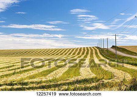 Golden cut grain field on a rolling hill with wooden electrical poles and gravel road with blue sky and clouds; Alberta, Canada View Large Photo Image Stock Photo - Golden cut grain field on a rolling hill with wooden electrical poles and gravel road with blue sky and clouds; Alberta, Canada. Fotosearch