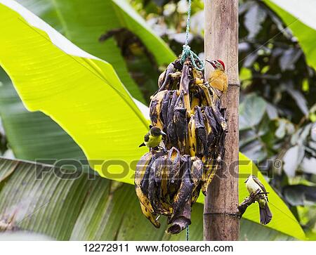 Golden-olive Woodpecker (Colaptes rubiginosus), Mindo, Pichincha, Ecuador View Large Photo Image Stock Image - Golden-olive Woodpecker (Colaptes rubiginosus), Mindo, Pichincha, Ecuador. Fotosearch