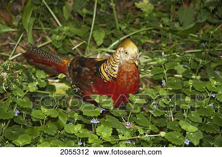 Golden Pheasant At The Royal Botanic Gardens, Kew, Surrey, England, United Kingdom View Large Photo Image Stock Image - Golden Pheasant At The Royal Botanic Gardens, Kew, Surrey, England, United Kingdom. Fotosearch