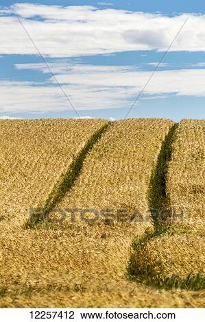 Golden ripe barley field on a hill with tractor lines and blue sky and clouds; Alberta, Canada View Large Photo Image Stock Image - Golden ripe barley field on a hill with tractor lines and blue sky and clouds; Alberta, Canada. Fotosearch